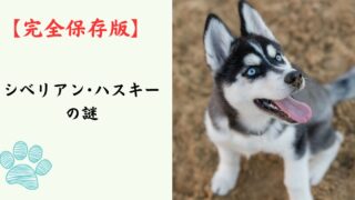 【完全保存版】シベリアン・ハスキーの謎：クールな狼顔に隠された「愛すべきおバカ」な素顔！