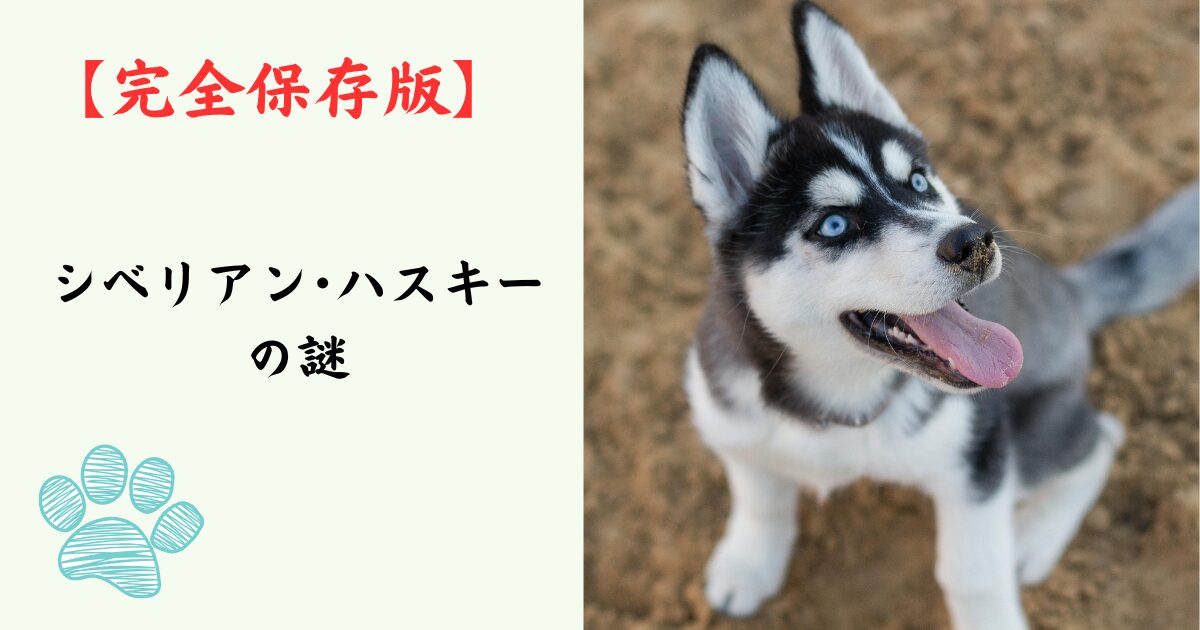 【完全保存版】シベリアン・ハスキーの謎：クールな狼顔に隠された「愛すべきおバカ」な素顔！