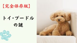 【完全保存版】トイ・プードルの謎：ぬいぐるみのような姿に隠された「超一流アスリート」の正体！