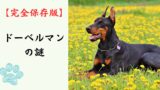 【完全保存版】ドーベルマンの謎：なぜ「警護のプロ」なの？洗練された肉体に隠された繊細なハート！