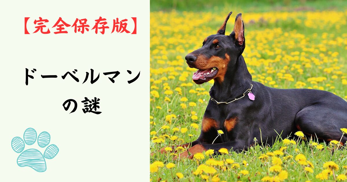 【完全保存版】ドーベルマンの謎：なぜ「警護のプロ」なの？洗練された肉体に隠された繊細なハート！