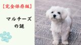 【完全保存版】マルチーズの謎：紀元前から続く「世界最古の愛玩犬」その高貴な美しさと真実！