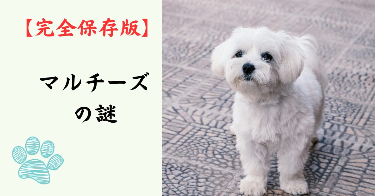 【完全保存版】マルチーズの謎：紀元前から続く「世界最古の愛玩犬」その高貴な美しさと真実！