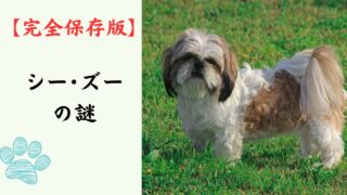 【完全保存版】シー・ズーの謎：中国宮廷の「神聖なる獅子」！菊の花のような顔に隠された秘密！
