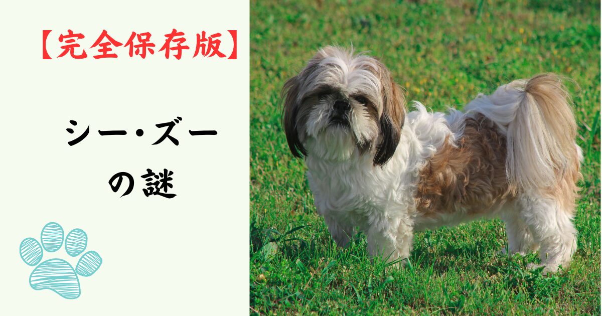 【完全保存版】シー・ズーの謎：中国宮廷の「神聖なる獅子」！菊の花のような顔に隠された秘密！