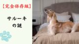 【完全保存版】サルーキの謎：なぜ「生きた芸術品」なの？砂漠の王者が持つ気高い精神とスピード！