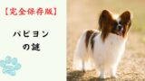 【完全保存版】パピヨンの謎：美しき「蝶」の正体は、IQ高めのスポーツマン！？