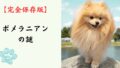 【完全保存版】ポメラニアンの謎：先祖は大型そり犬！？　ふわふわの毛に隠された「勇敢な魂」！