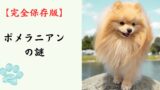 【完全保存版】ポメラニアンの謎：先祖は大型そり犬！？　ふわふわの毛に隠された「勇敢な魂」！
