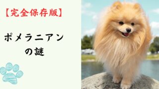 【完全保存版】ポメラニアンの謎：先祖は大型そり犬！？　ふわふわの毛に隠された「勇敢な魂」！