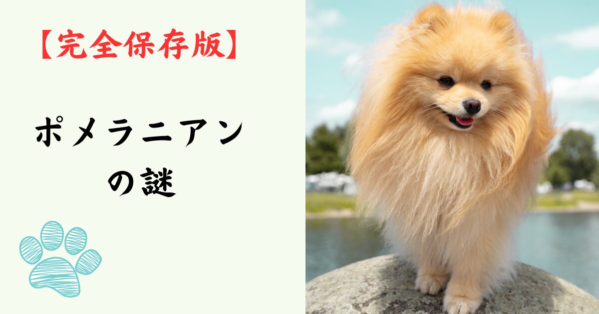 【完全保存版】ポメラニアンの謎：先祖は大型そり犬！？　ふわふわの毛に隠された「勇敢な魂」！