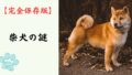 【完全保存版】柴犬の謎：DNAはオオカミに一番近い！？「野生の誇り」が作った唯一無二の魅力と秘密！