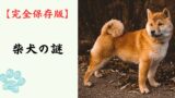 【完全保存版】柴犬の謎：DNAはオオカミに一番近い！？「野生の誇り」が作った唯一無二の魅力と秘密！