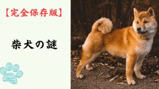 【完全保存版】柴犬の謎：DNAはオオカミに一番近い！？「野生の誇り」が作った唯一無二の魅力と秘密！