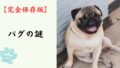 【完全保存版】パグの謎：なぜこんなに愛おしい？「哲学者」のような顔に隠されたユーモアの魂！