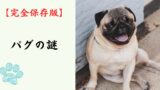 【完全保存版】パグの謎：なぜこんなに愛おしい？「哲学者」のような顔に隠されたユーモアの魂！