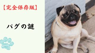 【完全保存版】パグの謎：なぜこんなに愛おしい？「哲学者」のような顔に隠されたユーモアの魂！