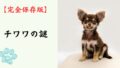 【完全保存版】チワワの謎：世界最小の体に秘めた「勇敢な守護者」の魂！
