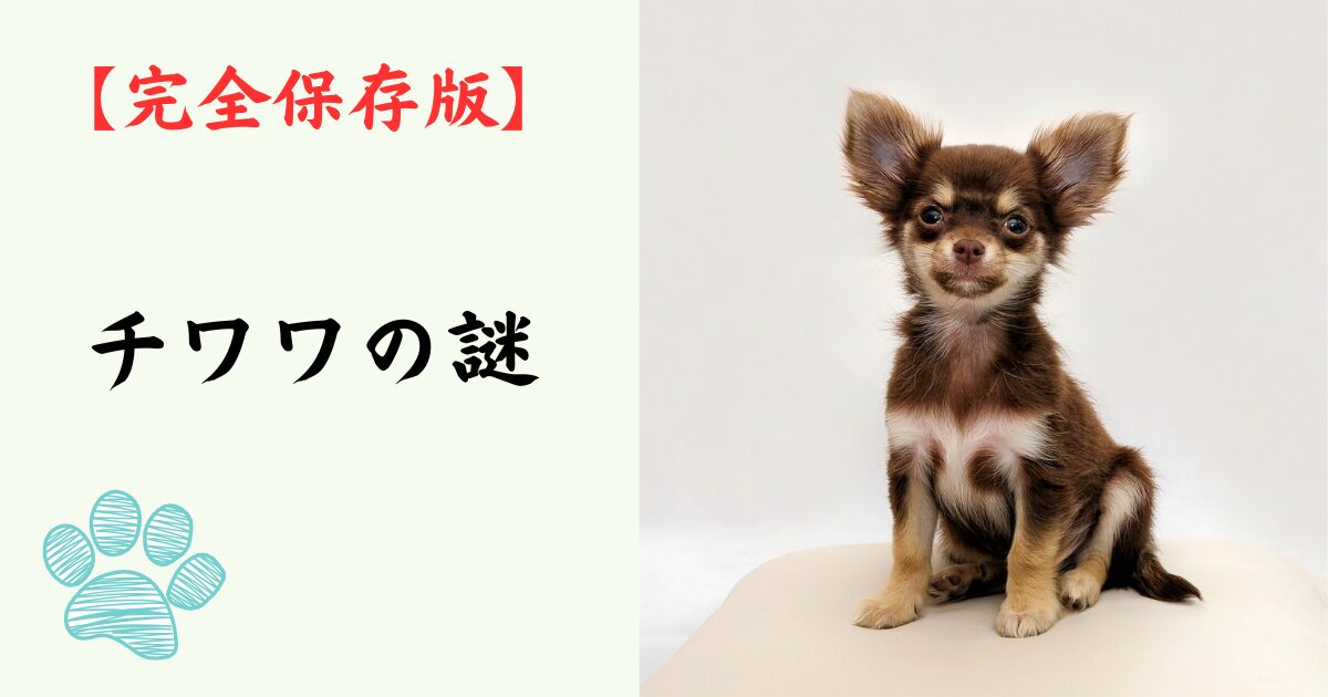 【完全保存版】チワワの謎：世界最小の体に秘めた「勇敢な守護者」の魂！