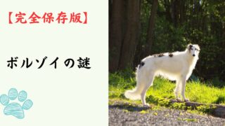 【完全保存版】ボルゾイの謎：なぜ「ロシアの貴族」と呼ばれるの？　美しき俊足ランナーが隠し持つ、驚きの身体能力と繊細な心！