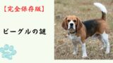 【完全保存版】ビーグルの謎：なぜ「鼻に支配されている」の？　名探偵の嗅覚と、愛すべき「食いしん坊」な素顔！