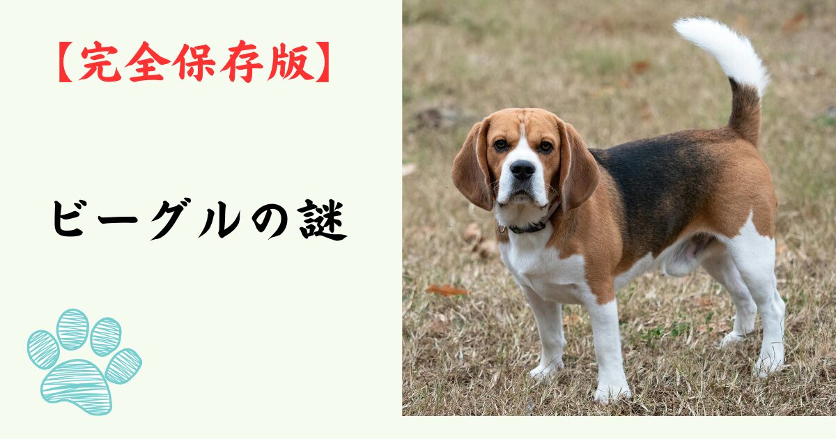 【完全保存版】ビーグルの謎：なぜ「鼻に支配されている」の？　名探偵の嗅覚と、愛すべき「食いしん坊」な素顔！