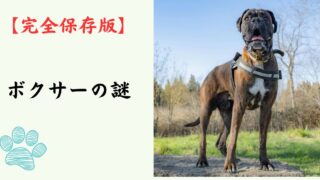 【完全保存版】ボクサーの謎：なぜ「おどけ者」なの？　強面な外見に隠された、情熱的でユーモア溢れる素顔！