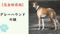 【完全保存版】グレーハウンドの謎：なぜ「地上最速」なの？　時速70kmを叩き出す身体能力と、意外すぎる「のんびり屋」な素顔！