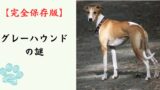 【完全保存版】グレーハウンドの謎：なぜ「地上最速」なの？　時速70kmを叩き出す身体能力と、意外すぎる「のんびり屋」な素顔！