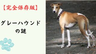 【完全保存版】グレーハウンドの謎：なぜ「地上最速」なの？　時速70kmを叩き出す身体能力と、意外すぎる「のんびり屋」な素顔！