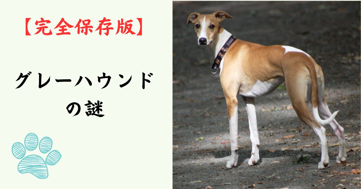 【完全保存版】グレーハウンドの謎：なぜ「地上最速」なの？　時速70kmを叩き出す身体能力と、意外すぎる「のんびり屋」な素顔！