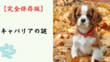 【完全保存版】キャバリアの謎：なぜ「究極の癒やし犬」なの？　イギリス貴族に愛された「騎士」の気品と、心優しい素顔！