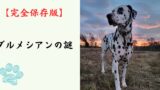 【完全保存版】ダルメシアンの謎：なぜ「水玉模様」なの？　馬車と共に駆け抜けた、驚異のアスリート犬の素顔！