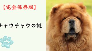 【完全保存版】チャウチャウの謎：なぜ「舌が青黒い」の？　ライオンのような巨体に秘められた、高潔でクールな素顔！