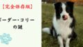 【完全保存版】ボーダー・コリーの謎：なぜ「世界一賢い」の？　驚異の知能と「アイ・ワーク」に秘められた、プロフェッショナルの素顔！
