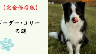 【完全保存版】ボーダー・コリーの謎：なぜ「世界一賢い」の？　驚異の知能と「アイ・ワーク」に秘められた、プロフェッショナルの素顔！