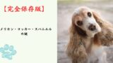 【完全保存版】アメリカン・コッカー・スパニエルの謎：なぜ「メリー（陽気）」なの？　豪華な被毛に隠された、情熱的なハンターの素顔！
