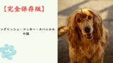 【完全保存版】イングリッシュ・コッカー・スパニエルの謎：なぜ「万能な猟犬」なの？力強い骨格に秘められた、情熱的なハンターの素顔！