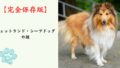 【完全保存版】シェットランド・シープドッグの謎：なぜ「感受性が豊か」なの？　気品あふれる姿に秘められた、タフな牧羊犬の素顔！