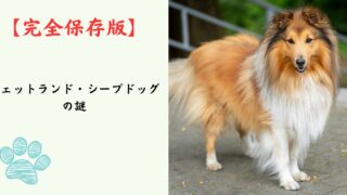 【完全保存版】シェットランド・シープドッグの謎：なぜ「感受性が豊か」なの？　気品あふれる姿に秘められた、タフな牧羊犬の素顔！