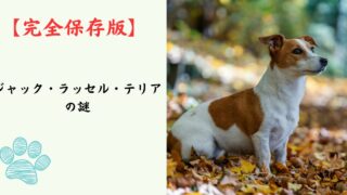 【完全保存版】ジャック・ラッセル・テリアの謎：なぜ「無限の体力」なの？　小さなハンターが持つ驚きの本能と、幸せに暮らすコツ！
