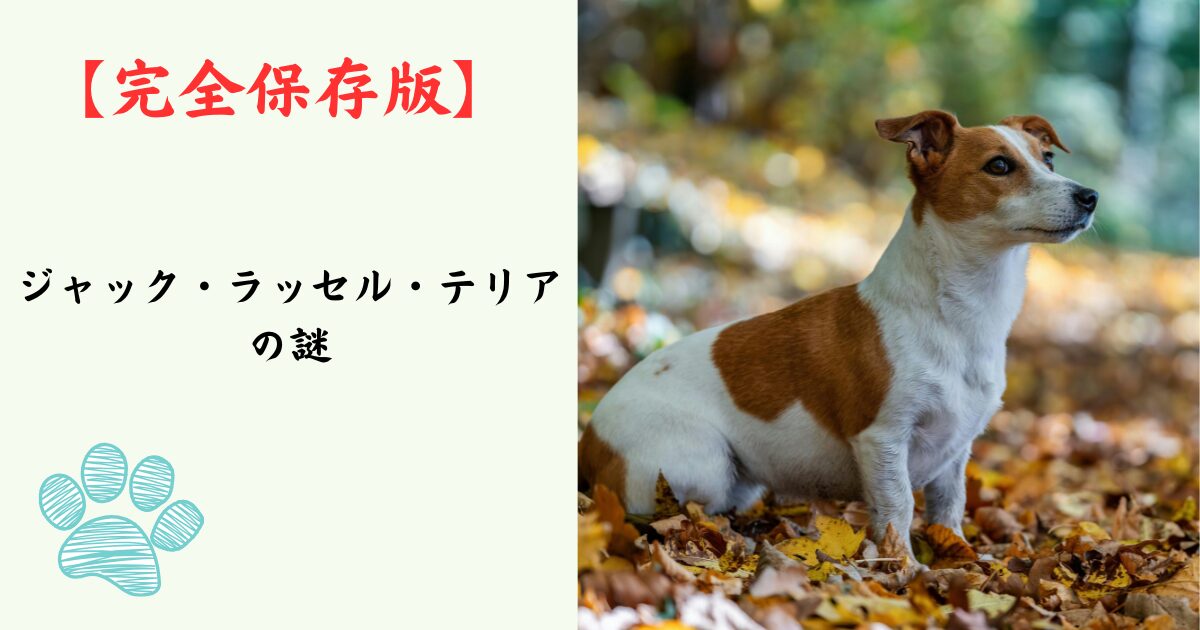 【完全保存版】ジャック・ラッセル・テリアの謎：なぜ「無限の体力」なの？　小さなハンターが持つ驚きの本能と、幸せに暮らすコツ！