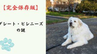 【完全保存版】グレート・ピレニーズの謎：なぜ「白い守護神」なの？　モフモフの巨体に秘められた、誇り高き番犬の本能！