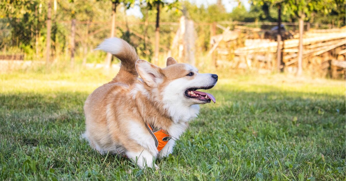 草むらを歩く犬
