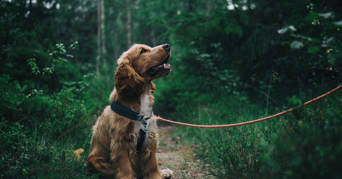 山の中を散歩する犬