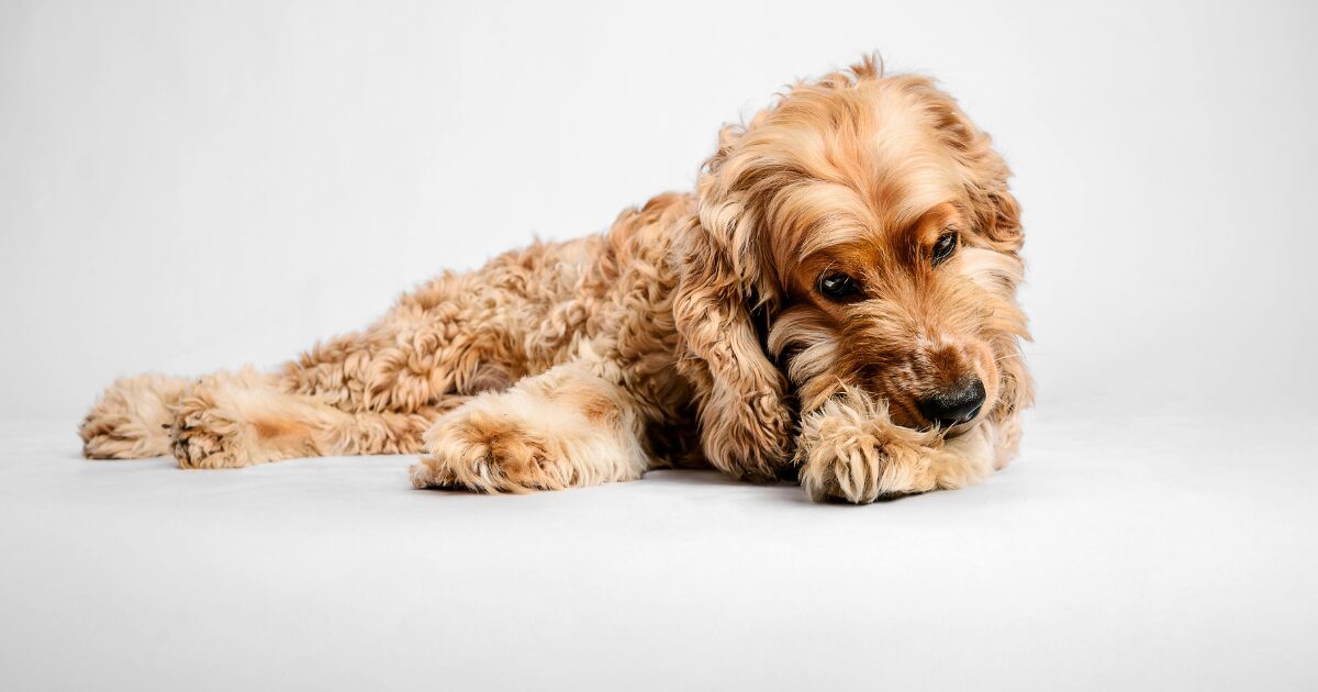 リラックスしている犬