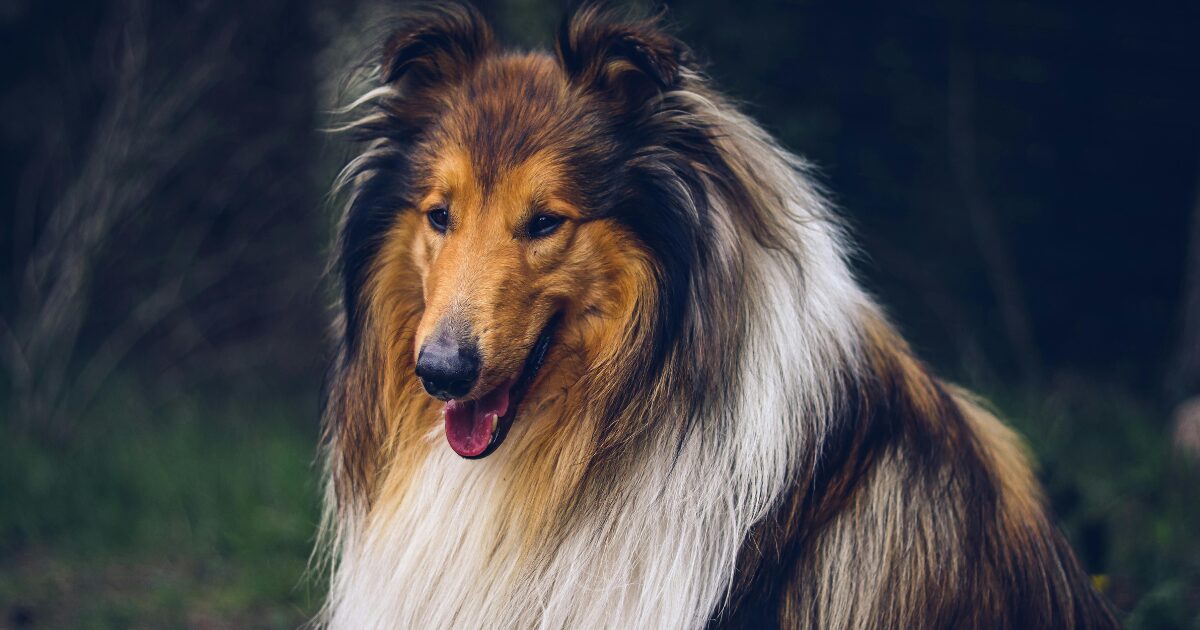 気品が溢れる犬