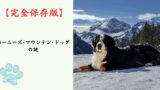 【完全保存版】バーニーズ・マウンテン・ドッグの謎：なぜ「三色の守護神」なの？　スイスの山々が育んだ慈愛に満ちた巨人の素顔！
