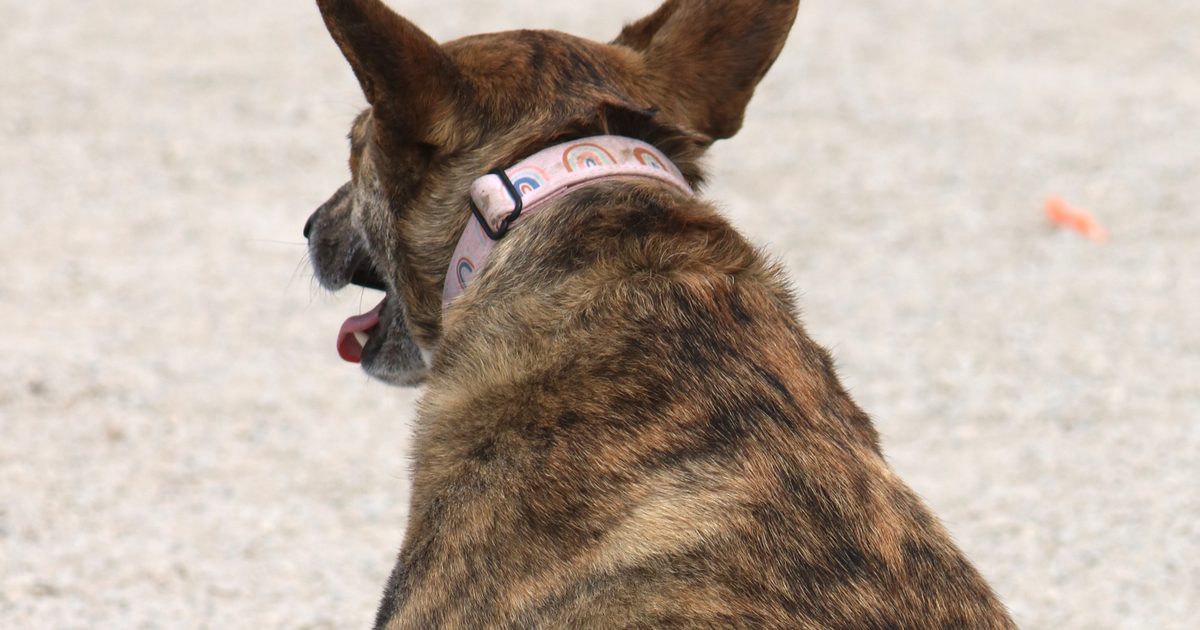 【完全保存版】甲斐犬の謎:なぜ「一代一主」と呼ばれる? 山岳地帯が生んだ虎毛のスピードスター! 甲斐犬