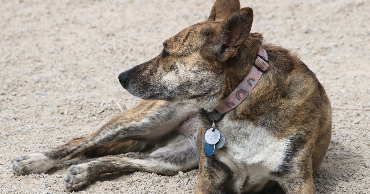 【完全保存版】甲斐犬の謎:なぜ「一代一主」と呼ばれる? 山岳地帯が生んだ虎毛のスピードスター! 甲斐犬